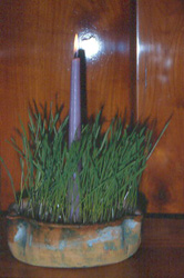 Lucienweizen. Foto: Doris Wolf, 2008 Lucienweizen. Foto: Doris Wolf, 2008
