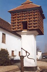Tauben