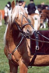 Pferd