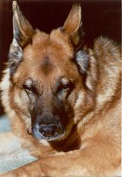 Hund