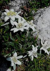 Edelweiss (c) H. Maurer