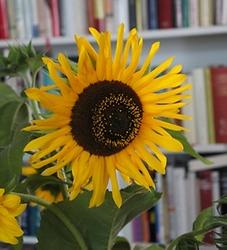 Sonnenblume