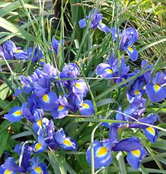 Iris, Foto: Doris Wolf Iris, Foto: Doris Wolf