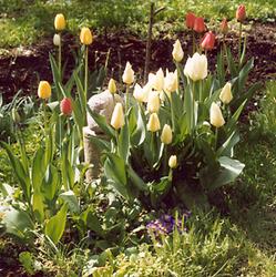Tulpe