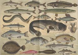 Fisch
