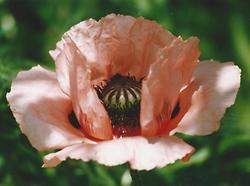 Mohnblüte. Foto: Alfred Wolf