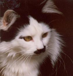 Katze