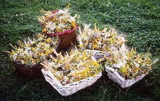 Sträußchen zur Kräuterweihe, Foto: Alfred Wolf, 2000 Sträußchen zur Kräuterweihe, Foto: Alfred Wolf, 2000