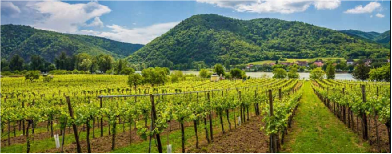 Wachau Wachau
