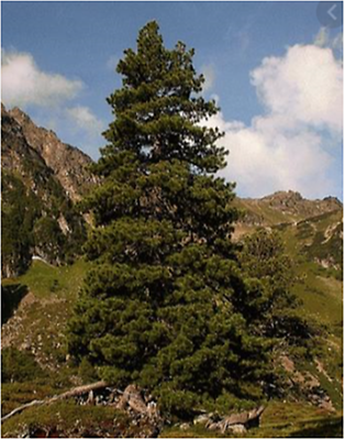 Hochgebirge Hochgebirge