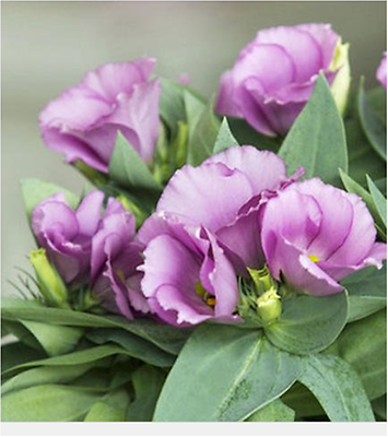 Lisianthus