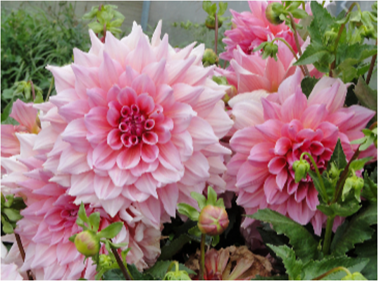 Garten Garten