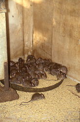 Ratten Ratten