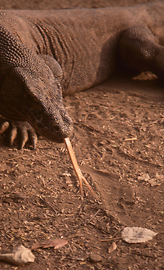 Komodowarane Komodowarane