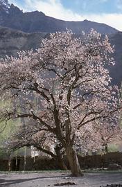 Marillenbäume Marillenbäume