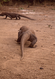 Komodowarane Komodowarane