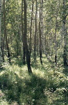 Blicke in die Birkentaiga Blicke in die Birkentaiga
