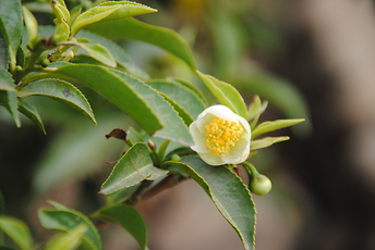 Blüte und Blätter des Teestrauches Blüte und Blätter des Teestrauches