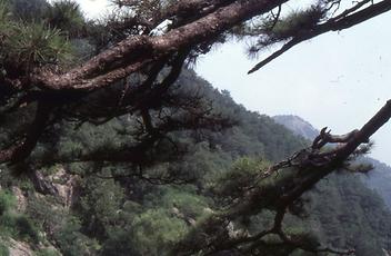 Tai Shan Tai Shan