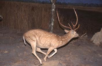 Tieger bei der Jagd Tieger bei der Jagd