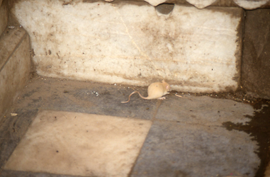 Der glückhafte Blick auf die weiße Ratte Der glückhafte Blick auf die weiße Ratte