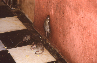 Ratten Ratten