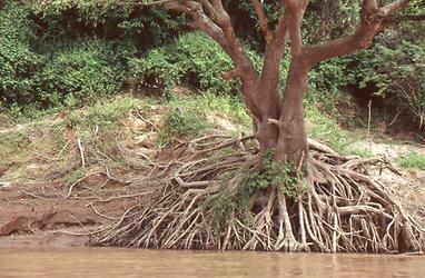 Mekong