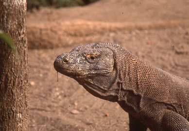 Komodowarane Komodowarane