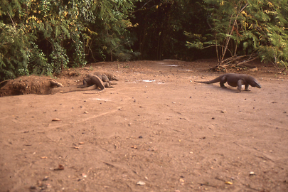 Komodowarane Komodowarane