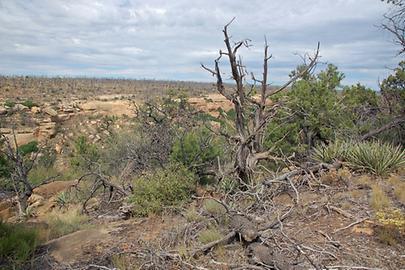 Mesa Verde
