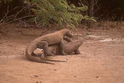 Komodowarane Komodowarane