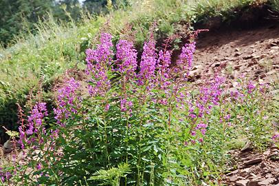 Alpine Flora