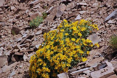 Alpine Flora