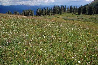 Alpine Flora