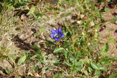 Alpine Flora