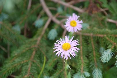 Alpine Flora