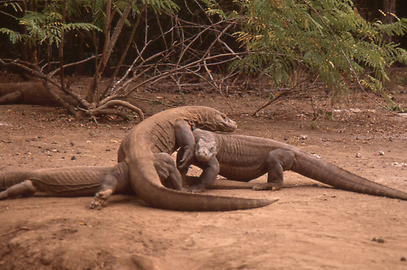 Komodowarane Komodowarane
