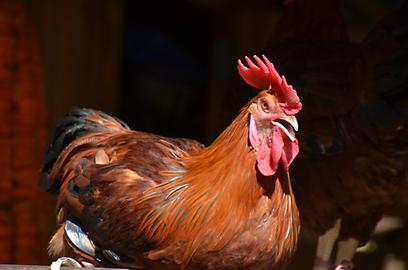 Tiere, die man der Göttin opfert, müssen männlich und möglichst dunkel gefärbt sein Tiere, die man der Göttin opfert, müssen männlich und möglichst dunkel gefärbt sein