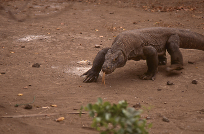 Komodowarane Komodowarane
