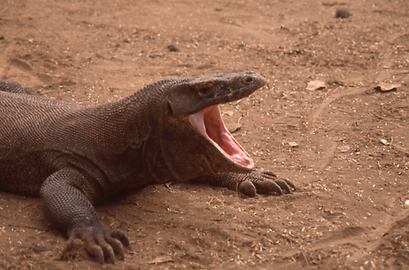 Komodowarane Komodowarane