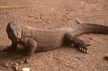 Komodowarane Komodowarane