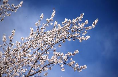 Marillenbäume Marillenbäume