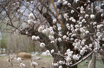Marillenbäume Marillenbäume