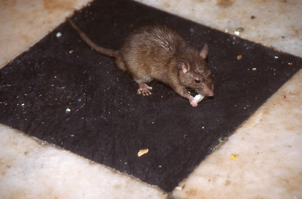 Ratten Ratten