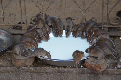 Ratten Ratten