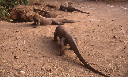 Komodowarane Komodowarane