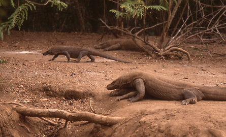 Komodowarane Komodowarane