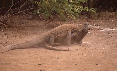 Komodowarane Komodowarane