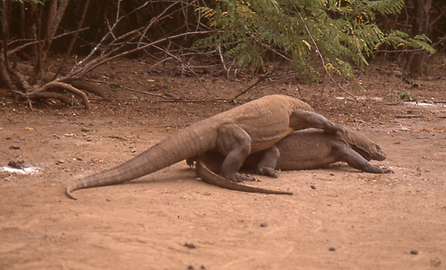 Komodowarane Komodowarane