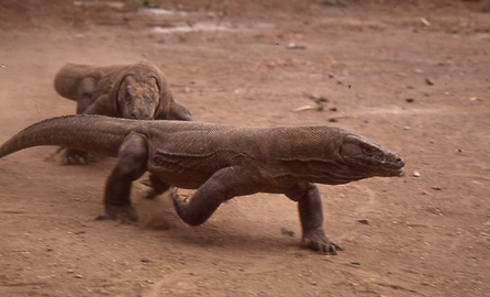 Komodowarane Komodowarane